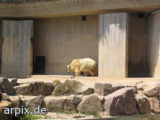 animal rights bear polar bear zoo mammal  