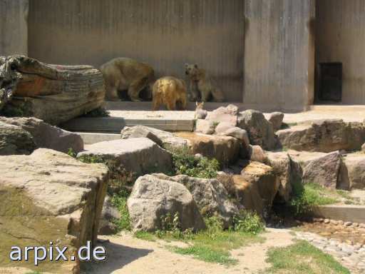 animal rights bear polar bear zoo mammal fox  vulpine 