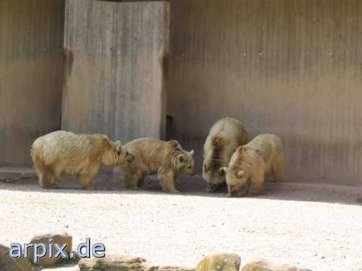 animal rights bear polar bear zoo mammal  