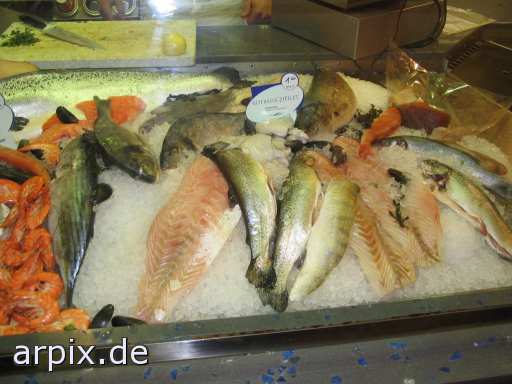 animal rights sea animal corpse fish  cadaver fishe 