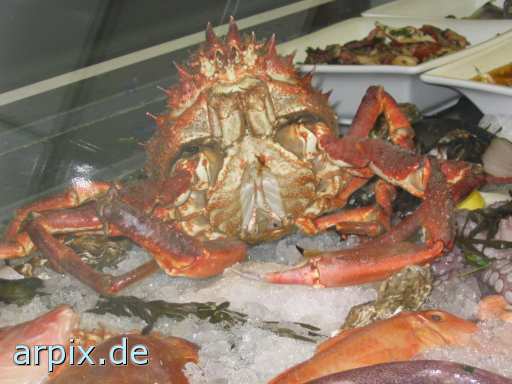 animal rights sea animal craw fish corpse fish  cadaver fishe 