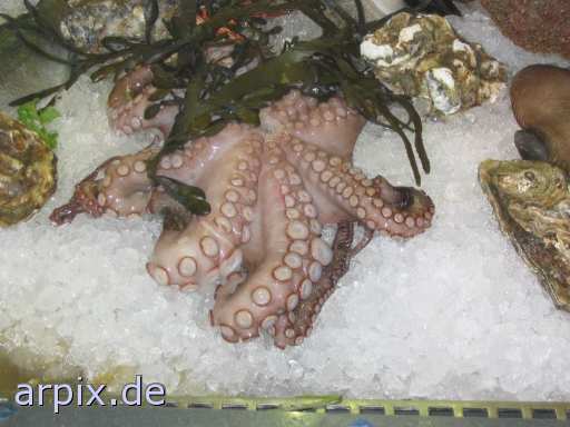 animal rights sea animal squid corpse fish  cadaver fishe 