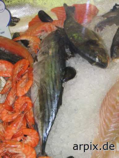 animal rights sea animal corpse fish  cadaver fishe 