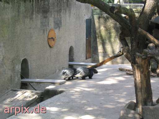 animal rights stachelschwein zoo  zoologisch tierpark wildpark park 