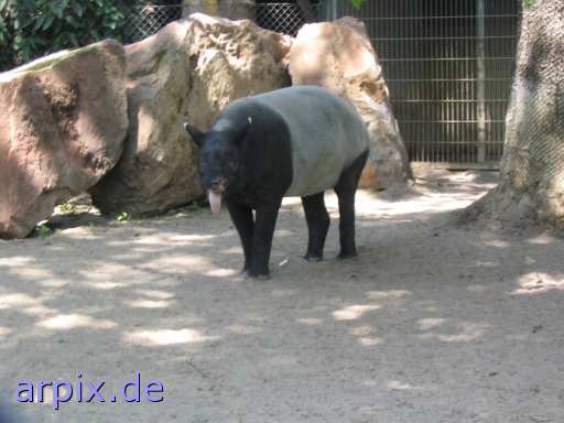 animal rights tapir zoo  zoologisch tierpark wildpark park 