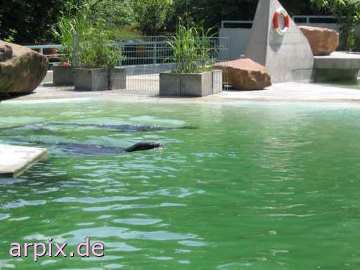 animal rights robbe zoo  zoologisch tierpark wildpark park 