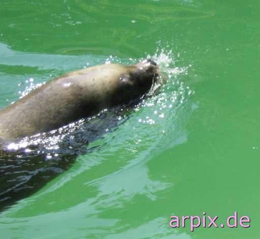 animal rights seal zoo  