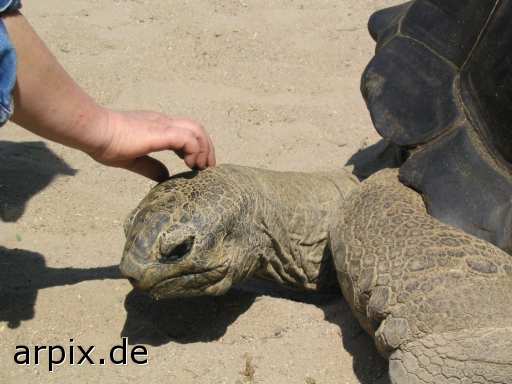 animal rights riesenschildkröte schildkröte zoo gaffer mensch  zoologisch tierpark wildpark park glotzer voyeur spanner 