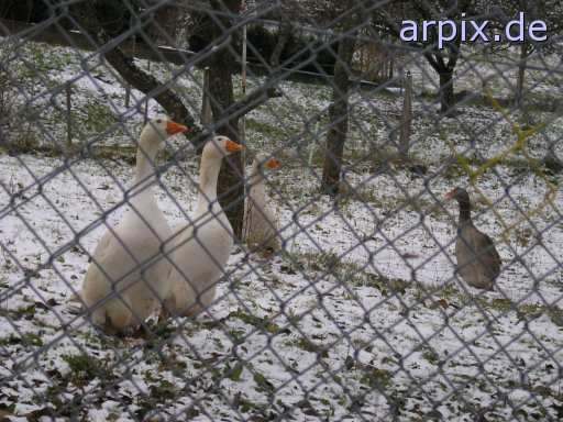 animal rights object fence bird goose  geese 