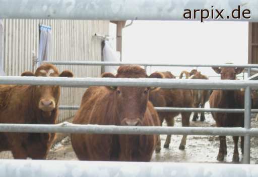 animal rights stall säugetier rind kuh  ställe bulle stier kühe rinder 