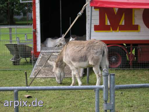 animal rights donkey circus fence mammal goat  circu circuse circ show 