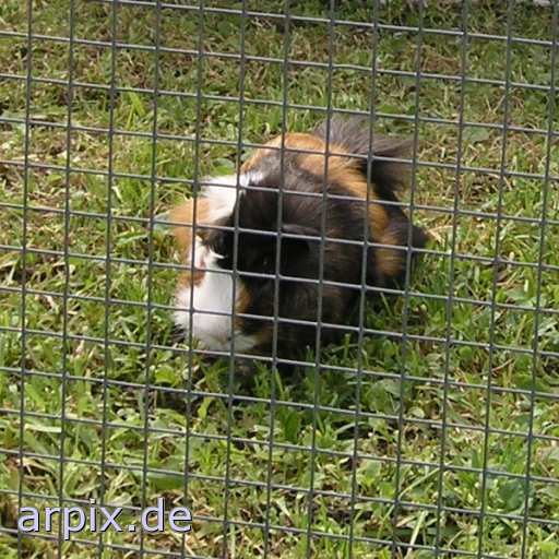animal rights guinea pig circus object fence  circu circuse circ show 
