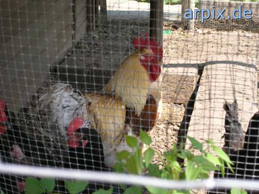 animal rights hobby husbandry fence bird chicken  hen 