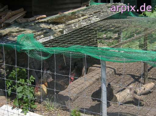 animal rights hobby husbandry fence bird chicken  hen 