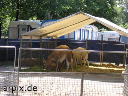 animal rights llama circus mammal  lama circu circuse circ show 