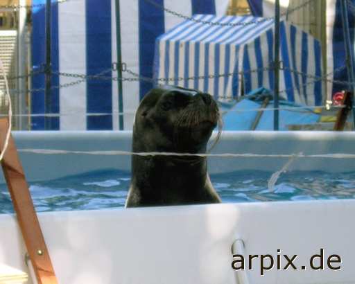 animal rights sea lion circus mammal  circu circuse circ show 