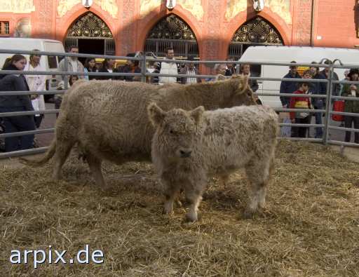 animal rights galloway gazer mammal cattle calf cow  voyeur calves 