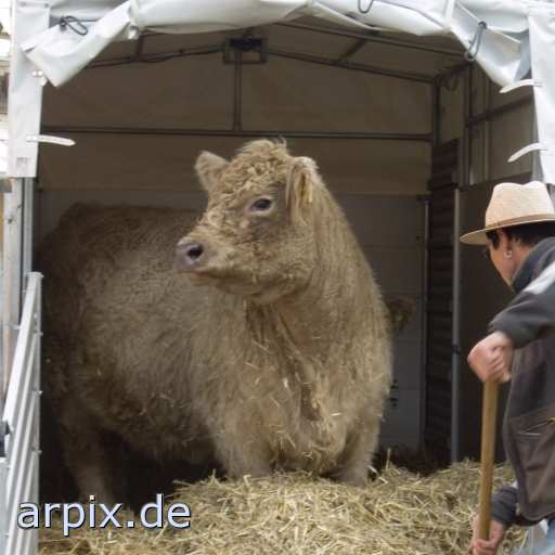 animal rights galloway mammal human cattle cow animal transport  person animaltransport transportation 