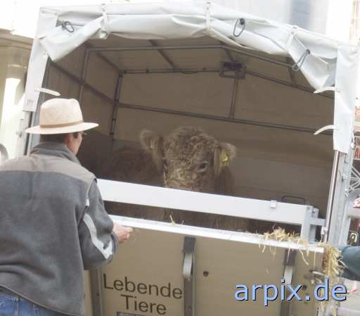 animal rights galloway mammal human cattle calf cow animal transport  person calves animaltransport transportation 