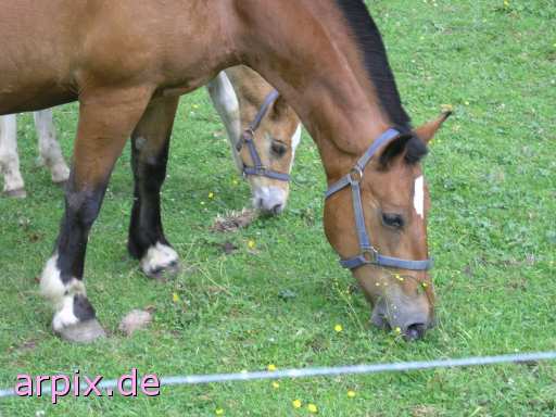 animal rights meadow mammal horse foal  steed colt fillie 