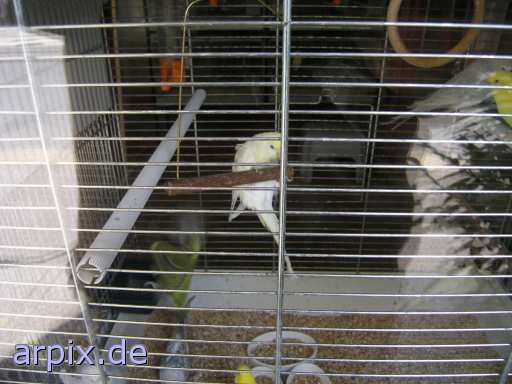 animal rights object cage bird  