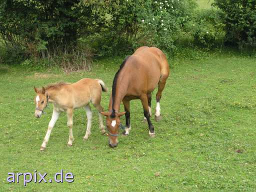 animal rights meadow mammal horse foal  steed colt fillie 