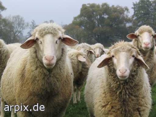 animal rights meadow mammal sheep  