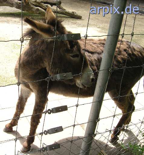 donkey zoo object fence