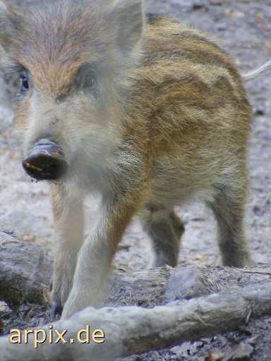 wild boar piglets zoo mammal pig