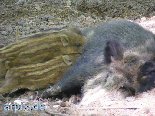 wild boar piglets. nursing zoo mammal pig