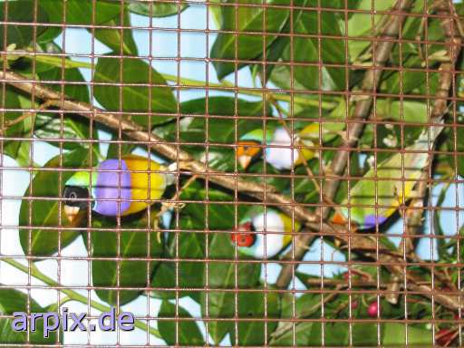 bird exhibition object cage bird