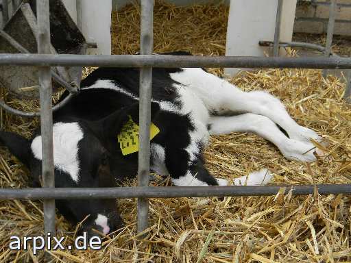 object cage mammal cattle calf
