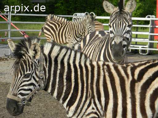 zebra circus object fence mammal horse