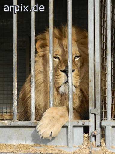 lion circus object cage mammal