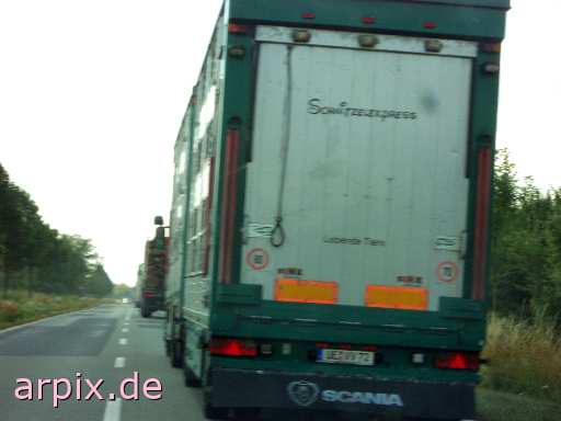 schnitzel express animal transport vehicle object mammal