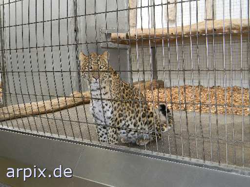 leopard zoo objekt käfig säugetier