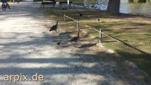 free bird goose poult
