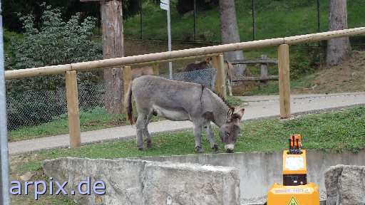 mammal horse donkey