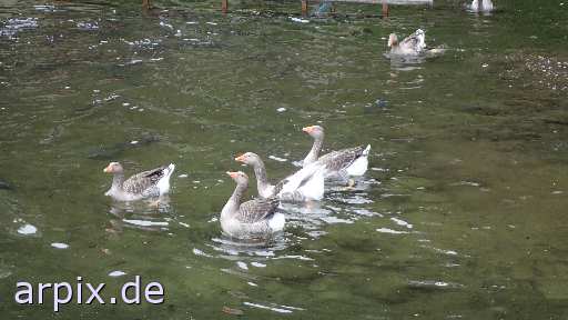 bird goose