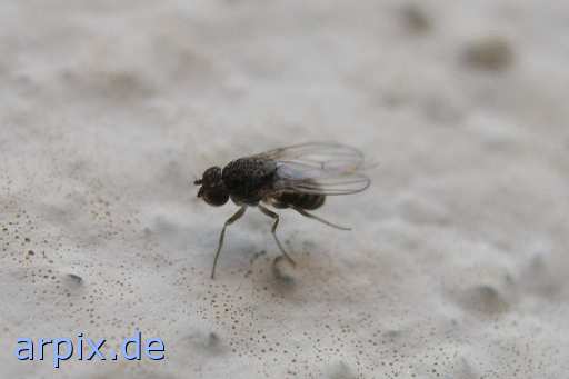 insect drosophila fruit fly