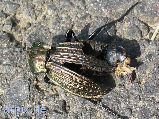 chafer unknown corpse