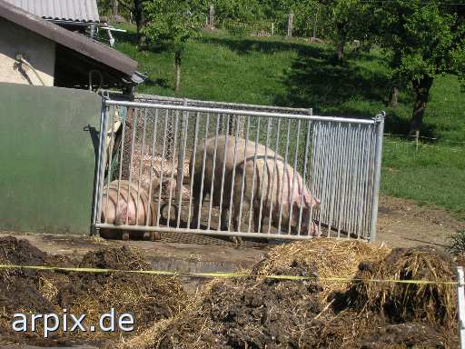 mammal pig stable