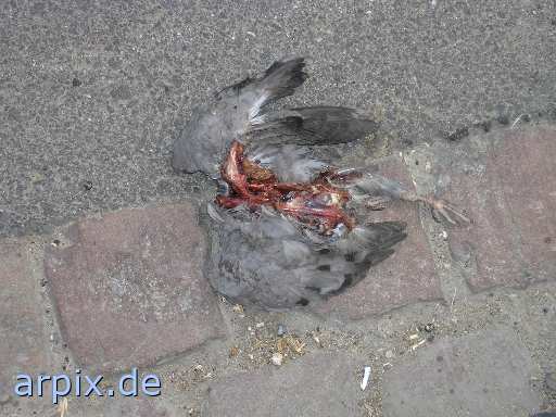 pigeon bird corpse