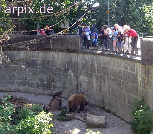 bärengraben bear pit brown bear gazer zoo