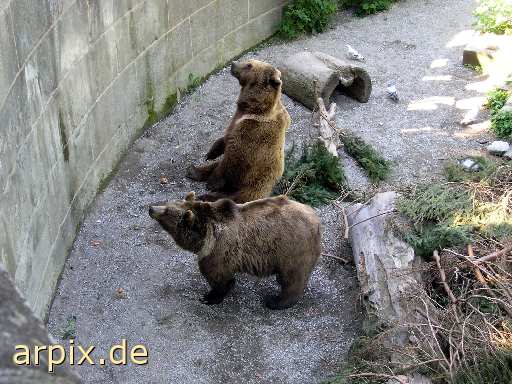 bärengraben bear pit zoo brown bear