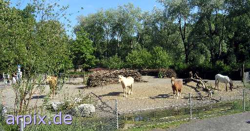 mammal horse fence zoo