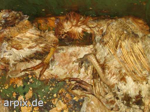 bird chicken corpse