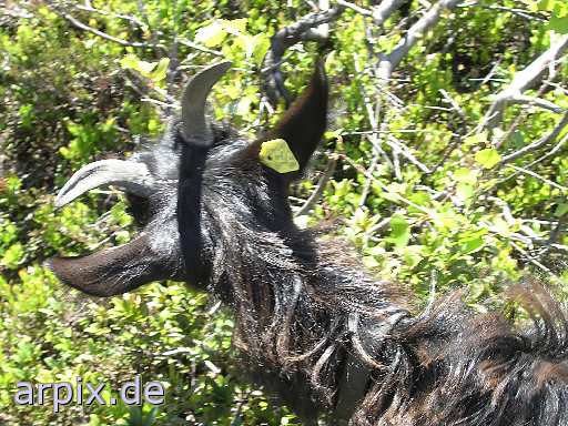 earmark mammal goat
