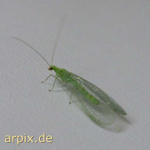 free common green lacewing insect