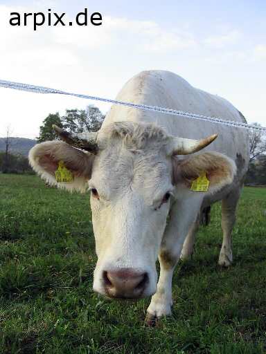 cow meadow mammal cattle earmark